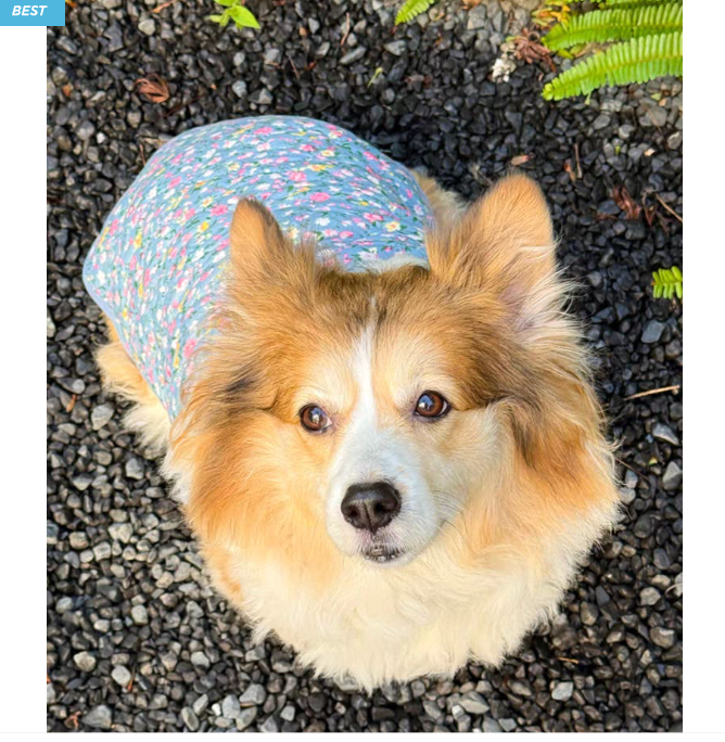 🐶 [대형견] 할매 김장 패딩 Dog Kimchi Vest Puffer Jacket