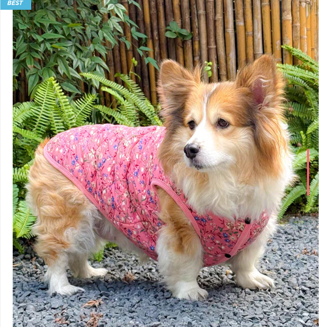 🐶 [대형견] 할매 김장 패딩 Dog Kimchi Vest Puffer Jacket