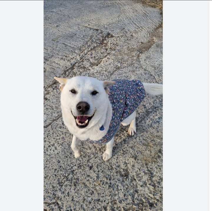 🐶 [대형견] 할매 김장 패딩 Dog Kimchi Vest Puffer Jacket