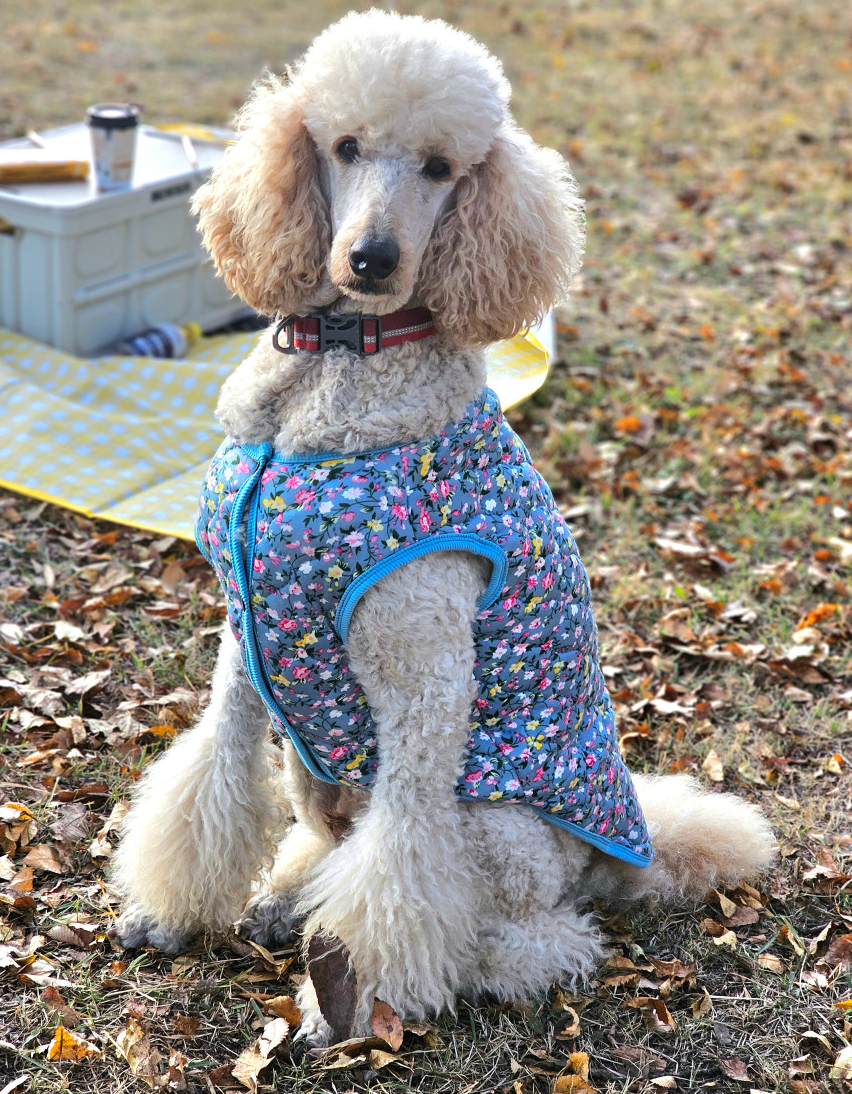 🐶 [대형견] 할매 김장 패딩 Dog Kimchi Vest Puffer Jacket