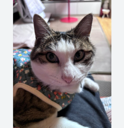 🐶[소형견] 할매 꽃무늬 김장조끼 Small Dog Grandma Floral Padded Vest