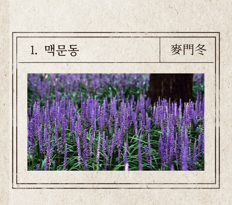 👃🏻😷[온가족 비염케어]🤧 [코쁨] 프리미엄 저온숙성 농축액 (KOBBM) – 온가족 비염 케어 스틱 KOBBM Premium Cold-Fermented Herbal Concentrate – Family Nasal Wellness Stick