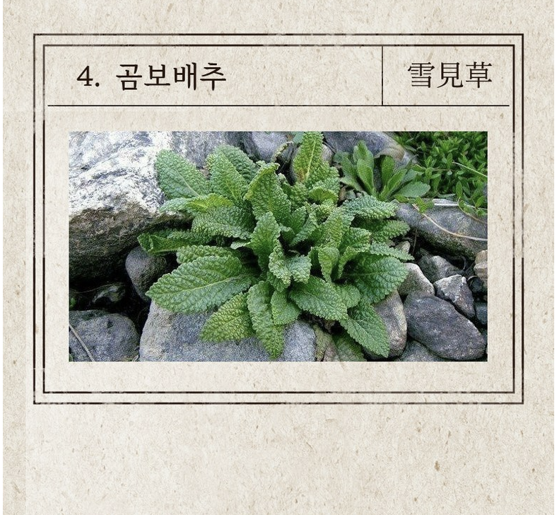 👃🏻😷[온가족 비염케어]🤧 [코쁨] 프리미엄 저온숙성 농축액 (KOBBM) – 온가족 비염 케어 스틱 KOBBM Premium Cold-Fermented Herbal Concentrate – Family Nasal Wellness Stick